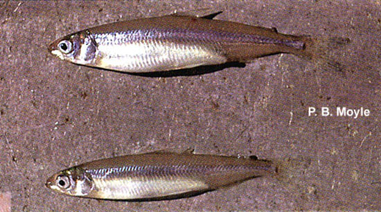 Hypomesus transpacificus