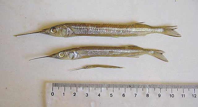 Hyporhamphus unifasciatus