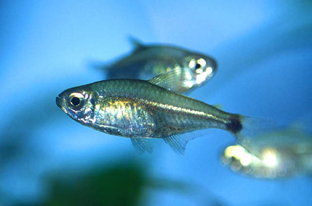 Hyphessobrycon vilmae