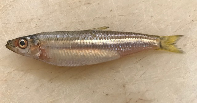 Hyperlophus vittatus
