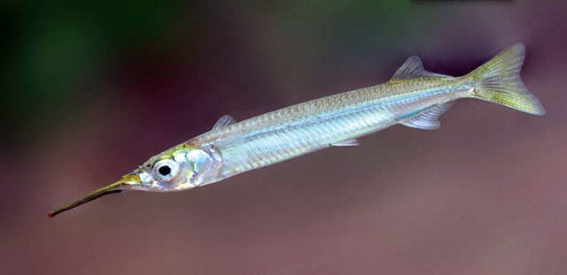 Hyporhamphus xanthopterus
