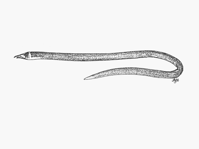 Ichthyapus acuticeps