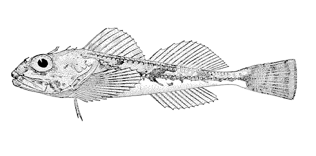 Icelinus borealis