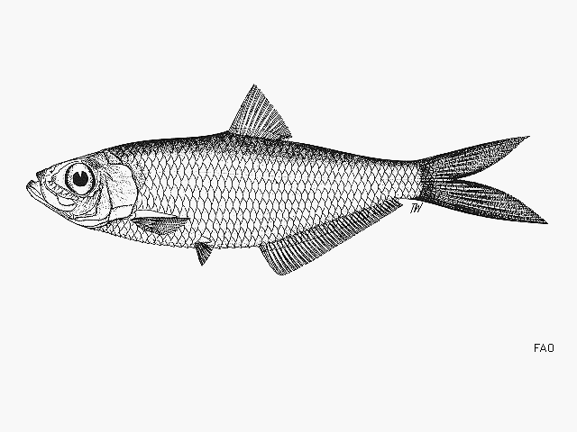 Ilisha kampeni