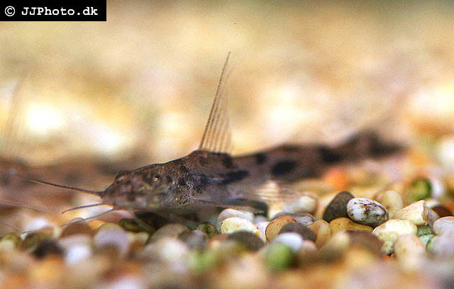 Imparfinis minutus