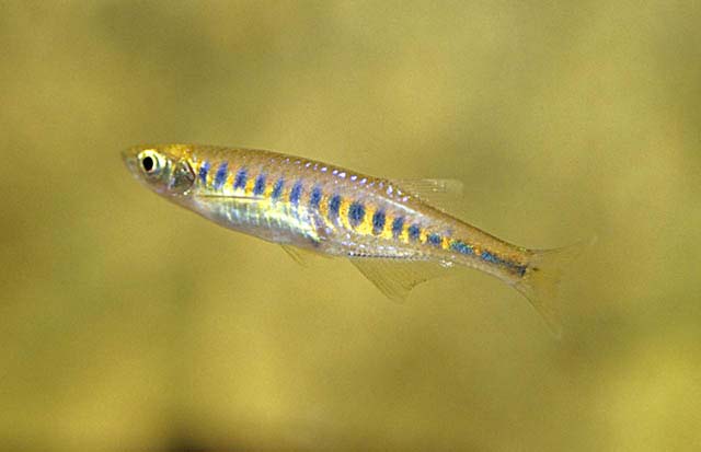 Devario auropurpureus
