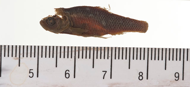 Iotichthys phlegethontis