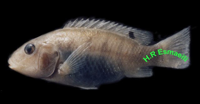 Iranocichla hormuzensis