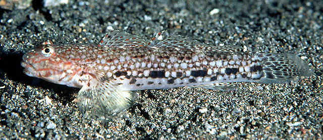 Istigobius decoratus