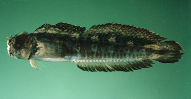 Istiblennius dussumieri