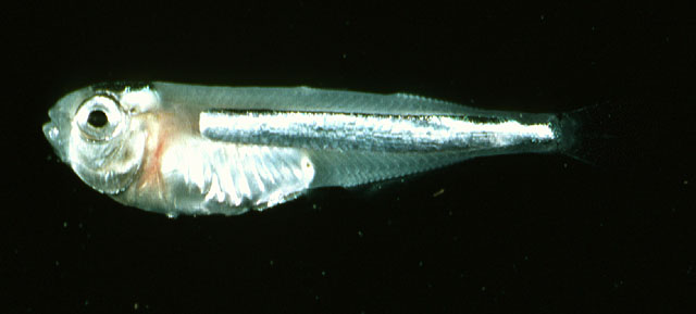 Ishaw_u1.jpg