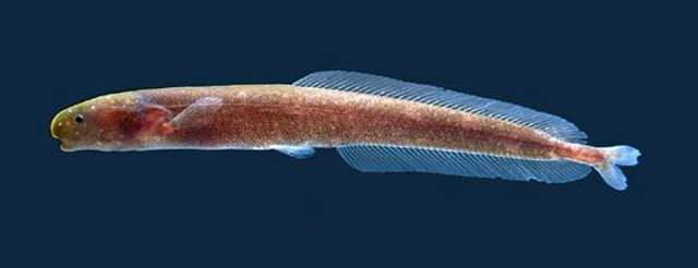 Isichthys henryi