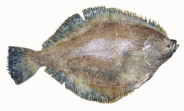 Isopsetta isolepis