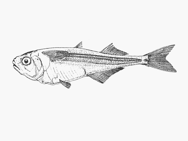 Iso natalensis