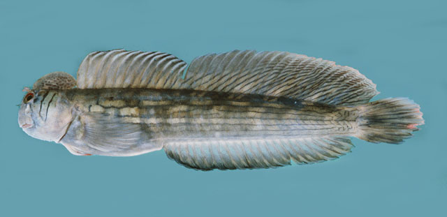 Istiblennius pox