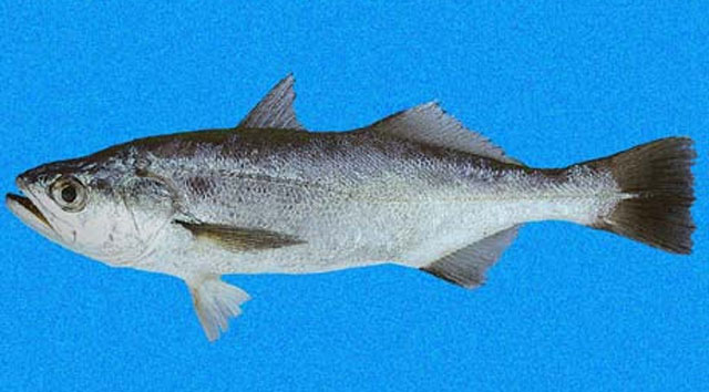 Isrem_u0.jpg