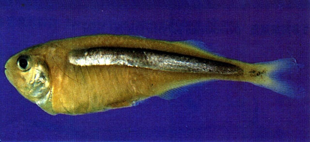 Iso rhothophilus