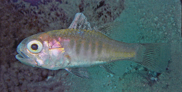 Jaydia photogaster