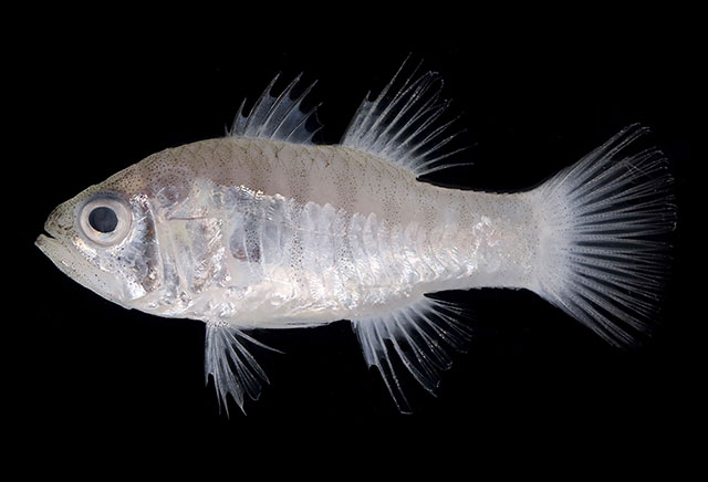 Jaydia striata