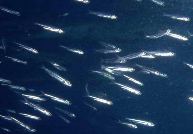 Jenkinsia lamprotaenia