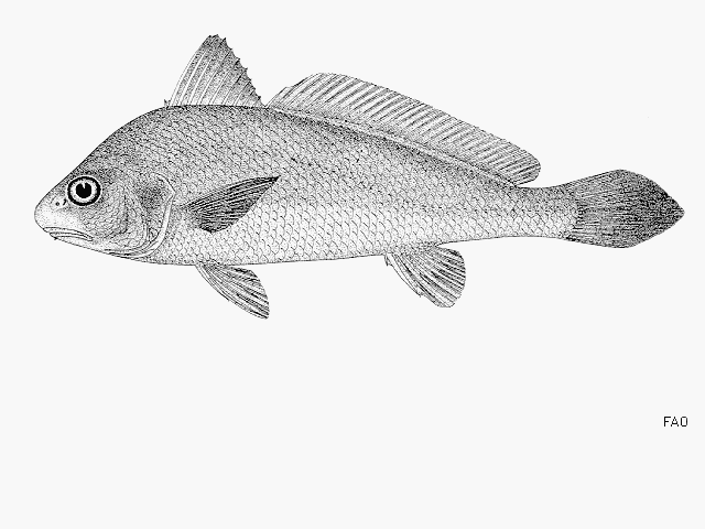 Johnius mannarensis