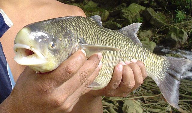 Joturus pichardi