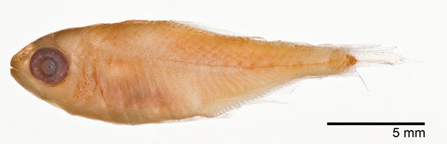 Jupin_u0.jpg