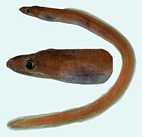 Kabra_u0.jpg