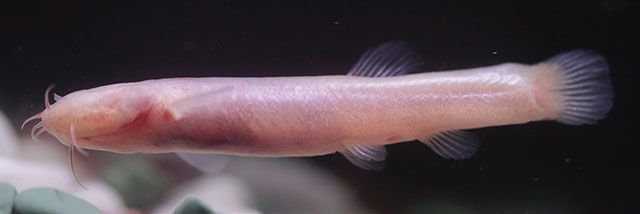 Karstsinnectes daxinensis