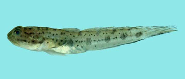 Apocryptodon madurensis