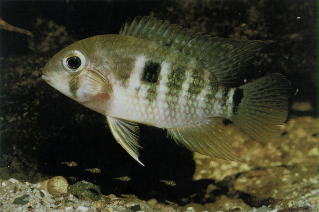 Krobia guianensis