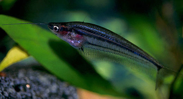 Kryptopterus macrocephalus
