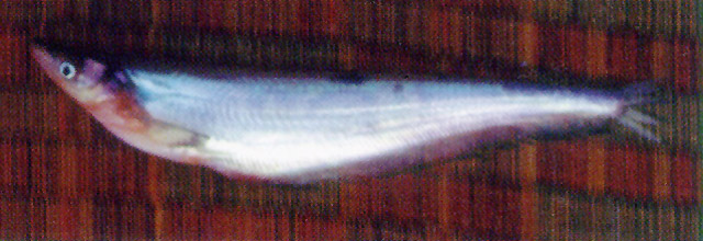 Phalacronotus micronemus