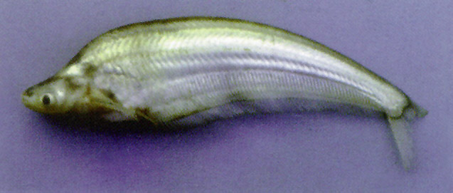 Micronema moorei