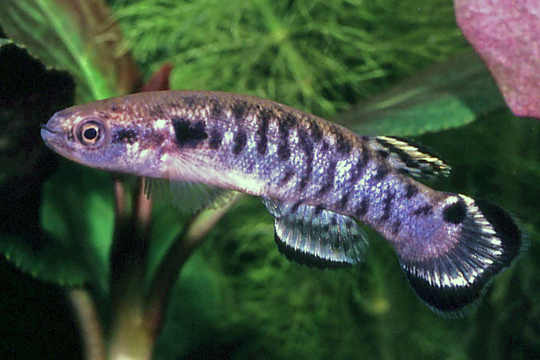 Kryptolebias ocellatus