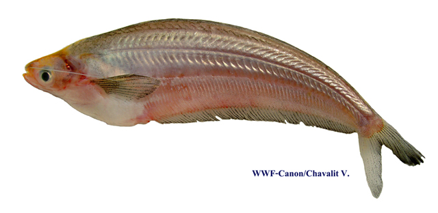 Kryptopterus palembangensis