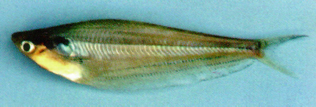 Kryptopterus schilbeides