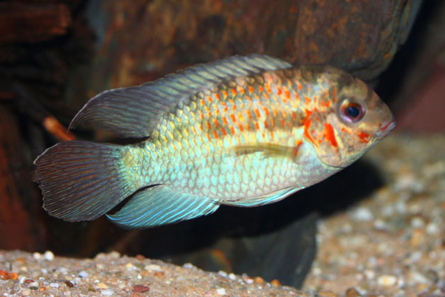 Krobia xinguensis