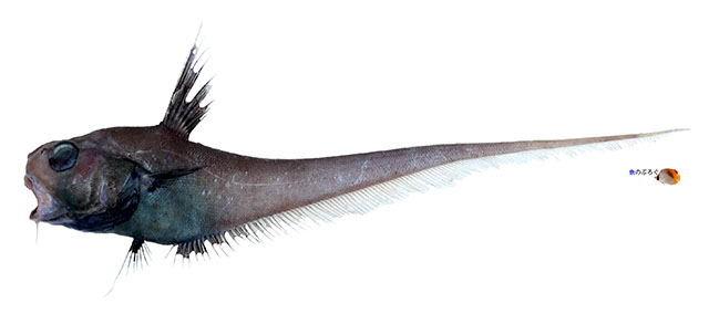 Kuronezumia darus