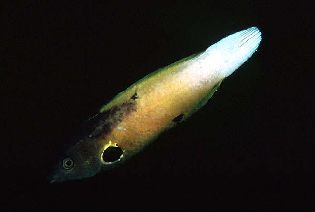 Labropsis alleni