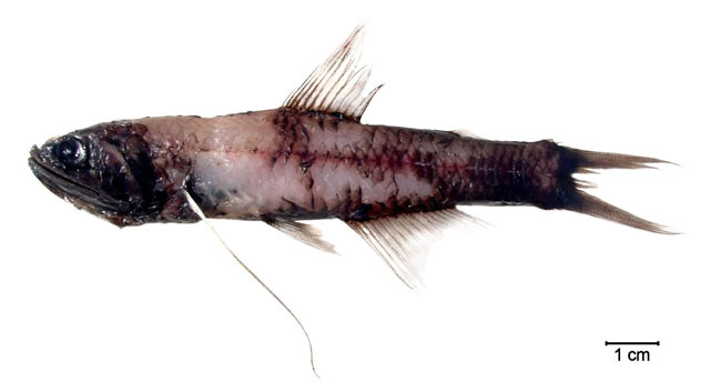 Lampanyctus australis