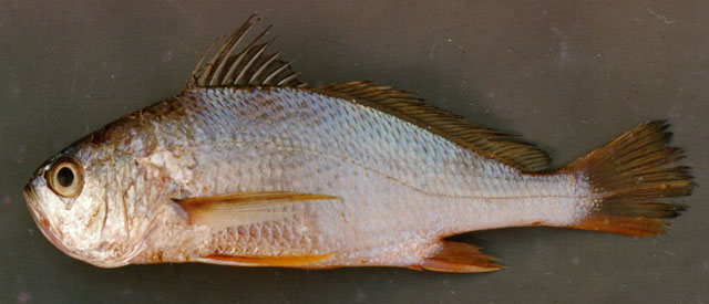 Larimus breviceps
