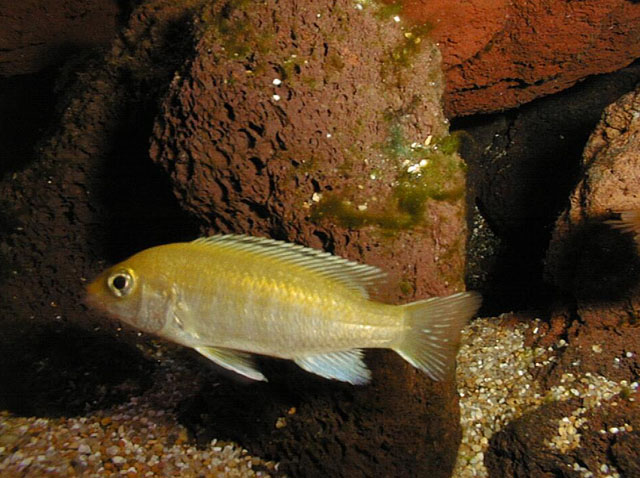 Labidochromis caeruleus