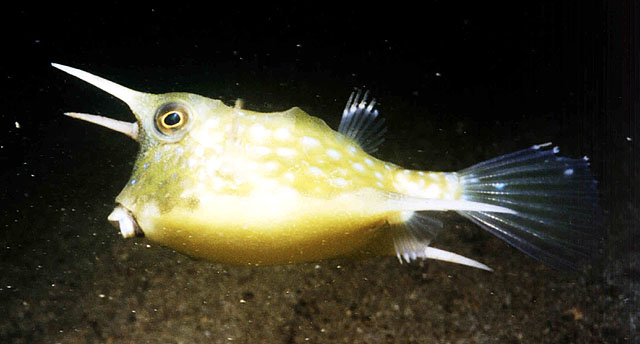 Lactoria cornuta