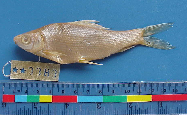 Labeo curchius
