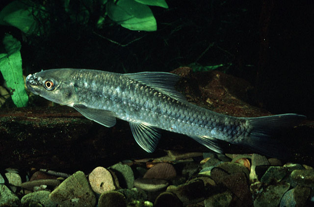 Labeo cylindricus