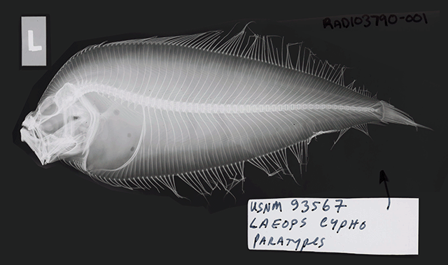 Laeops cypho