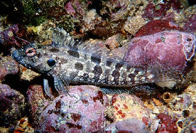 Gobioclinus dendriticus