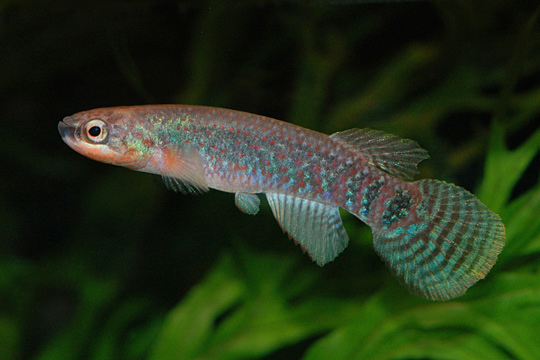 Laimosemion dibaphus