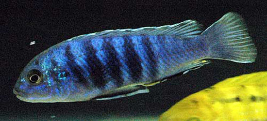 Labidochromis freibergi
